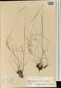 Poa pratensis subsp. pratensis, Монголия (MONG) (Монголия)