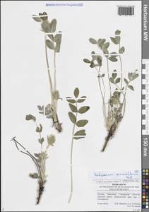 Копеечник крупноцветковый Pall., Восточная Европа, Средневолжский район (E8) (Россия)