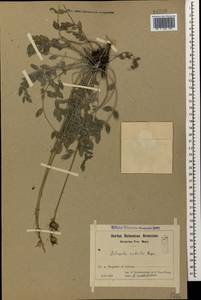 Астрагал крепкий Bunge, Кавказ, Армения (K5) (Армения)