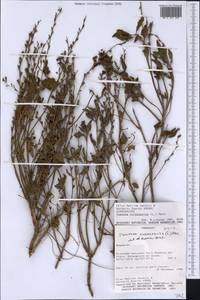 Tamonea curassavica (L.) Pers., Америка (AMER) (Парагвай)