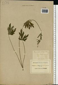 Ranunculus polyanthemos subsp. nemorosus (DC.) Schübl. & G. Martens, Восточная Европа, Северо-Украинский район (E11) (Украина)