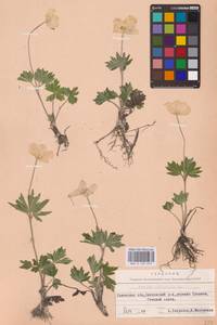 Ветреница лесная L., Восточная Европа, Западно-Украинский район (E13) (Украина)