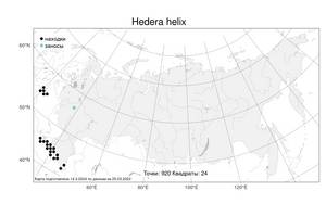 Hedera helix, Плющ обыкновенный L., Атлас флоры России (FLORUS) (Россия)