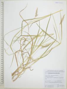 Вейник Короткого Litv., Сибирь, Дальний Восток (S6) (Россия)