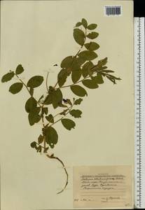Чина японская Willd., Восточная Европа, Северный район (E1) (Россия)