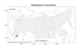 Heliotropium micranthos, Гелиотроп мелкоцветковый (Pall.) Bunge, Атлас флоры России (FLORUS) (Россия)