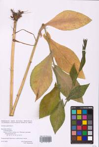 Латук дубравный L., Восточная Европа, Западный район (E3) (Россия)