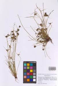 Сыть бурая L., Восточная Европа, Московская область и Москва (E4a) (Россия)