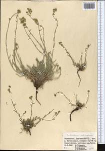 Eritrichium subjacquemontii Popov, Средняя Азия и Казахстан, Памир и Памиро-Алай (M2) (Таджикистан)