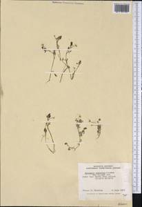 Ranunculus subrigidus W. B. Drew, Америка (AMER) (Канада)