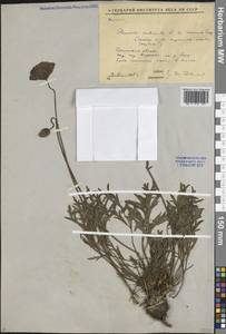 Oreomecon nudicaulis subsp. nudicaulis, Сибирь, Прибайкалье и Забайкалье (S4) (Россия)