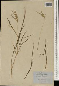 Dichanthium annulatum (Forssk.) Stapf, Зарубежная Азия (ASIA) (Индия)