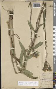 Picris hieracioides subsp. hieracioides, Восточная Европа, Восточный район (E10) (Россия)