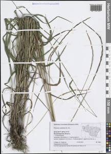 Пырейник собачий (L.) L., Восточная Европа, Центральный район (E4) (Россия)