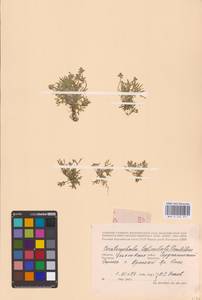 Ceratocephala orthoceras DC., Восточная Европа, Средневолжский район (E8) (Россия)