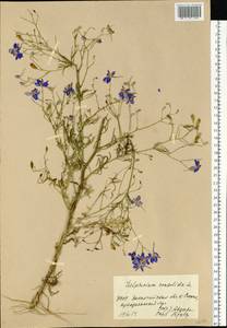 Delphinium consolida subsp. consolida, Восточная Европа, Западно-Украинский район (E13) (Украина)