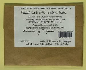 Pseudoleskeella catenulata (Brid. ex Schrad.) Kindb., Гербарий мохообразных, Мхи - Дальний Восток (без Чукотки и Камчатки) (B20) (Россия)