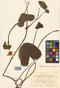 Caltha palustris var. minor (Mill.) DC., Сибирь, Дальний Восток (S6) (Россия)