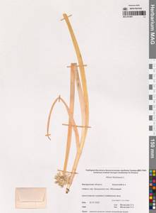 Лук батун, татарка L., Сибирь, Чукотка и Камчатка (S7) (Россия)