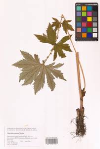 Filipendula digitata (Willd.) Bergmans, Сибирь, Дальний Восток (S6) (Россия)