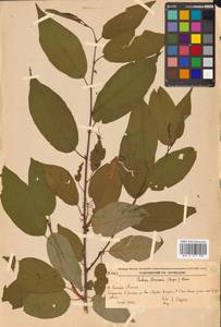 Prunus glandulifolia Rupr., Сибирь, Дальний Восток (S6) (Россия)