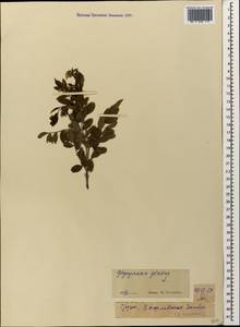Солодка голая L., Кавказ, Грузия (K4) (Грузия)
