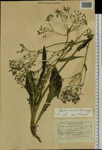 Ixeris chinensis subsp. chinensis, Сибирь, Дальний Восток (S6) (Россия)