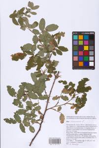Шиповник майский Herrm., Восточная Европа, Ростовская область (E12a) (Россия)