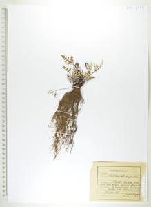 Алевритоптерис серебристый (S.G.Gmel.) Fée, Сибирь, Дальний Восток (S6) (Россия)