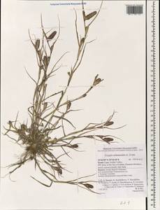 Sporobolus schoenoides (L.) P.M.Peterson, Зарубежная Азия (ASIA) (Израиль)