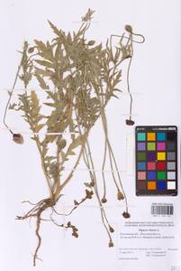 Мак самосейка L., Восточная Европа, Ростовская область (E12a) (Россия)