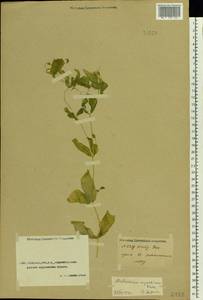 Stellaria aquatica (L.) Scop., Средняя Азия и Казахстан, Прикаспийский Устюрт и Северное Приаралье (M8) (Казахстан)