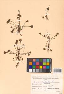 Росянка круглолистная L., Восточная Европа, Западный район (E3) (Россия)