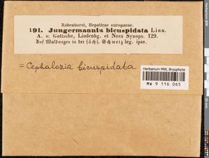 Cephalozia bicuspidata (L.) Dumort., Гербарий мохообразных, Мхи - Западная Европа (BEu) (Швейцария)