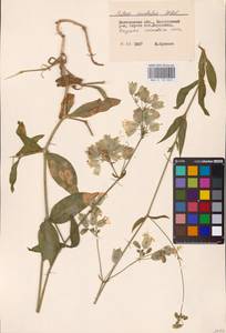 Смолевка обыкновенная, Хлопушка (Moench) Garcke, Восточная Европа, Северо-Западный район (E2) (Россия)