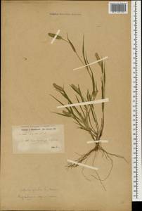 Щетинник зеленый (L.) P.Beauv., Кавказ, Азербайджан (K6) (Азербайджан)