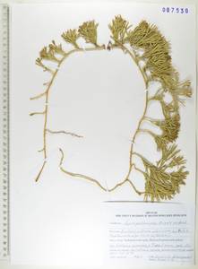 Дифазиаструм альпийский (L.) Holub, Сибирь, Дальний Восток (S6) (Россия)