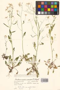 Резушка песчаная, Резуховидка песчаная (L.) Lawalrée, Восточная Европа, Средневолжский район (E8) (Россия)