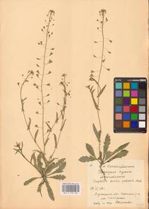 Пастушья сумка обыкновенная (L.) Medik., Восточная Европа, Северо-Украинский район (E11) (Украина)