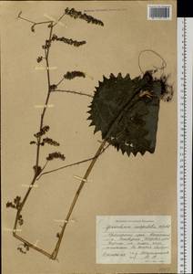 Girardinia diversifolia subsp. suborbiculata (C. J. Chen) C. J. Chen & Friis, Сибирь, Дальний Восток (S6) (Россия)