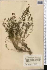 Подмаренник настоящий L., Средняя Азия и Казахстан, Западный Тянь-Шань и Каратау (M3) (Узбекистан)