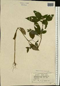 Пикульник двунадрезанный, Жабрей Boenn., Восточная Европа, Западно-Украинский район (E13) (Украина)