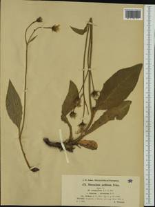 Hieracium jordanii Arv.-Touv., Западная Европа (EUR) (Швейцария)