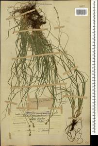 Осока прерванная Stokes, Кавказ, Азербайджан (K6) (Азербайджан)