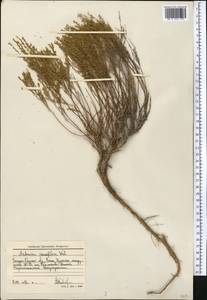 Полынь малоцветковая Weber, Средняя Азия и Казахстан, Прикаспийский Устюрт и Северное Приаралье (M8) (Казахстан)