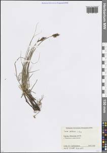 Осока колхидская J.Gay, Кавказ, Абхазия (K4a) (Абхазия)