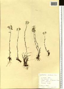 Leontopodium leontopodinum (DC.) Hand.-Mazz., Сибирь, Алтай и Саяны (S2) (Россия)