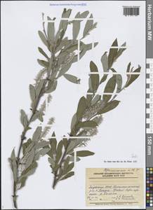 Ива, Сибирь, Якутия (S5) (Россия)