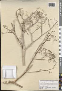 Ferula lycia Boiss., Зарубежная Азия (ASIA) (Турция)