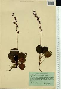 Pyrola asarifolia subsp. incarnata (DC.) A. E. Murray, Сибирь, Западная Сибирь (S1) (Россия)
